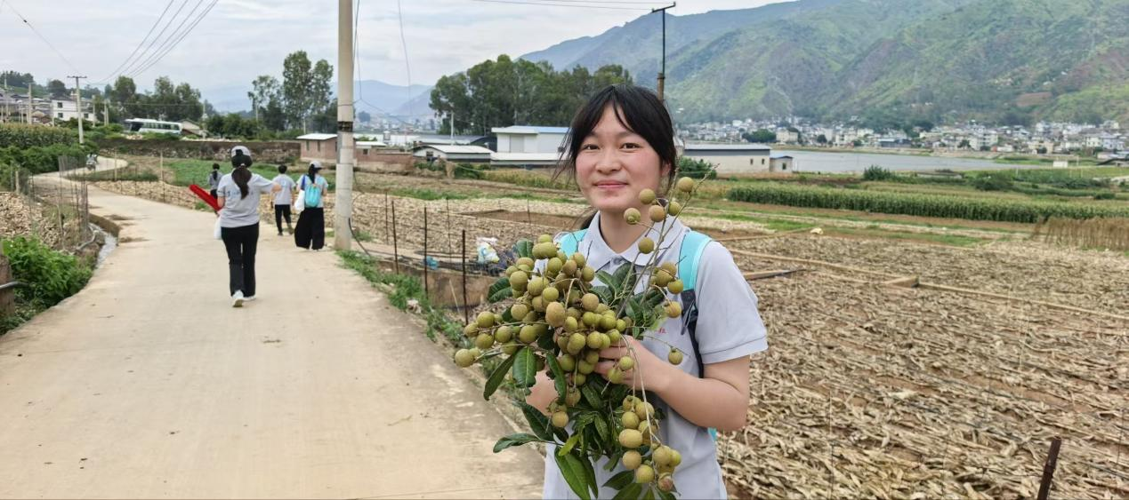 永胜县清水村新鲜龙眼